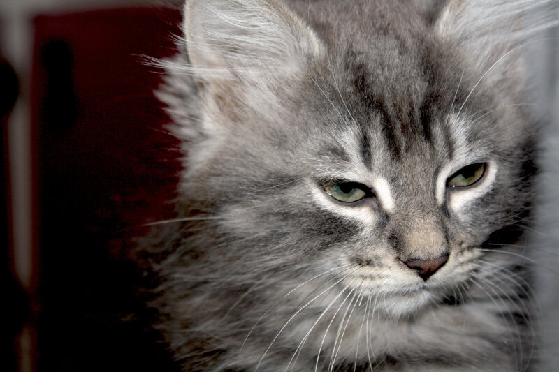 Fluffy Gray Tabby Cat — Calm