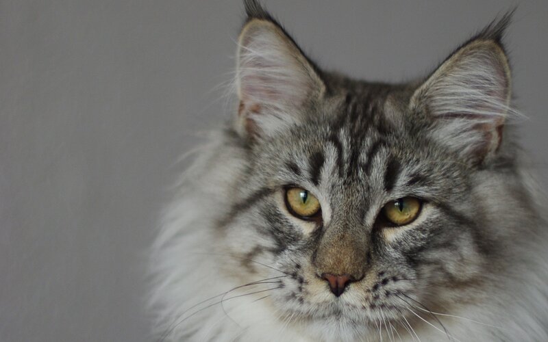fluffy gray tabby cat