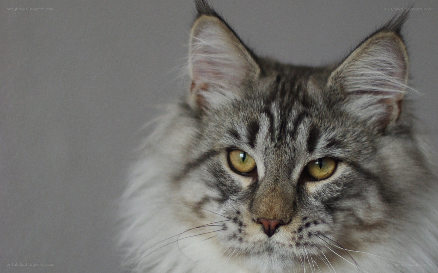 fluffy gray tabby cat