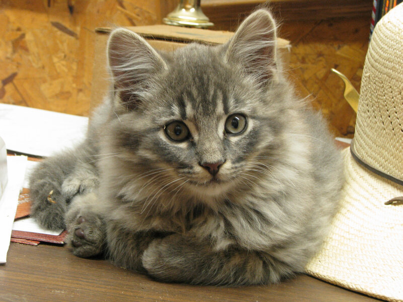 Fluffy Gray Tabby Kitten — Calm