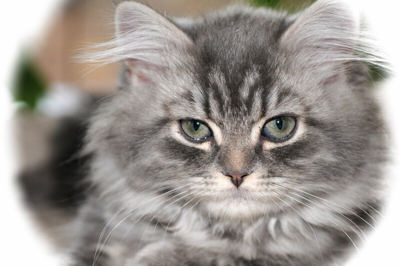 Fluffy Gray Tabby Kitten