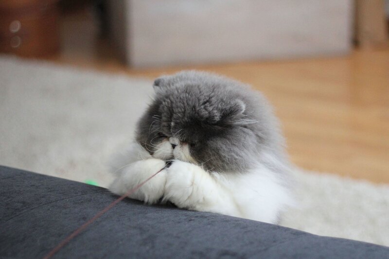 Fluffy Grey and White Cat — Calm