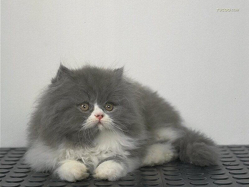 Fluffy Grey and White Kitten