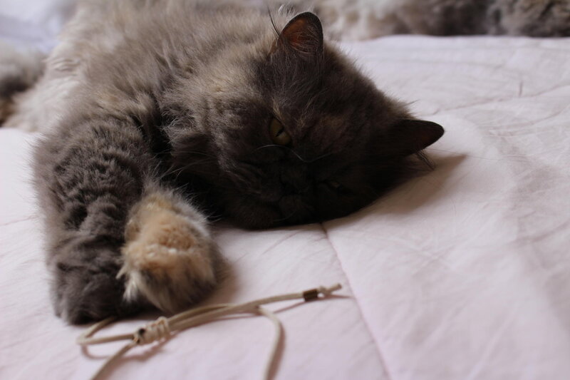 Fluffy Grey Cat — Calm, Photograph, Bed