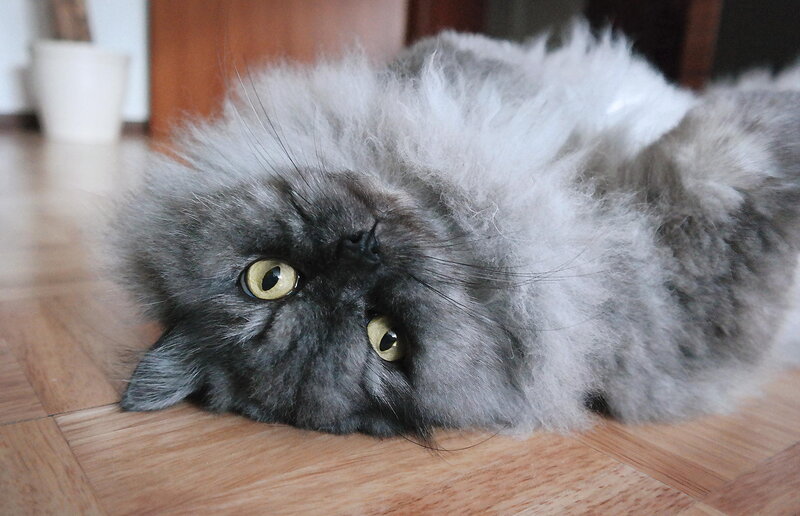 Fluffy Grey Cat — Calm, Photograph, Floor