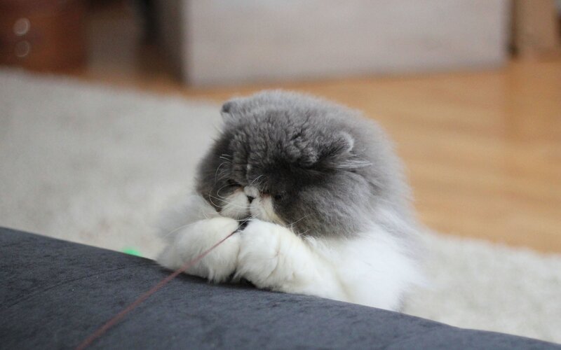 Fluffy Grey Cat — Calm, Photograph, String