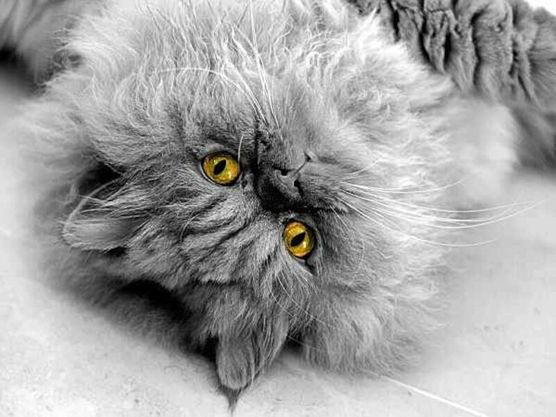 Fluffy Grey Cat — Calm, Photograph