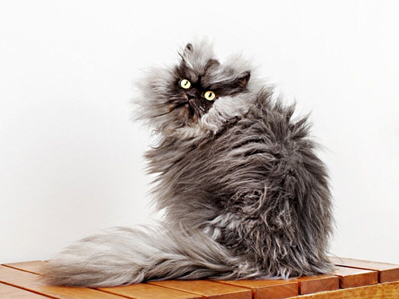 Fluffy Grey Cat — Calm, Photograph, Wooden Surface
