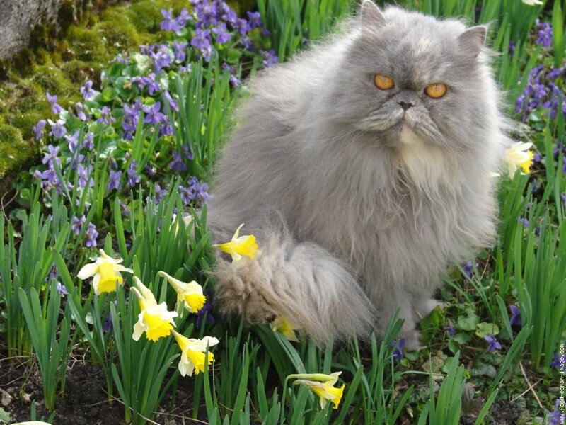 Fluffy Grey Cat — Calm