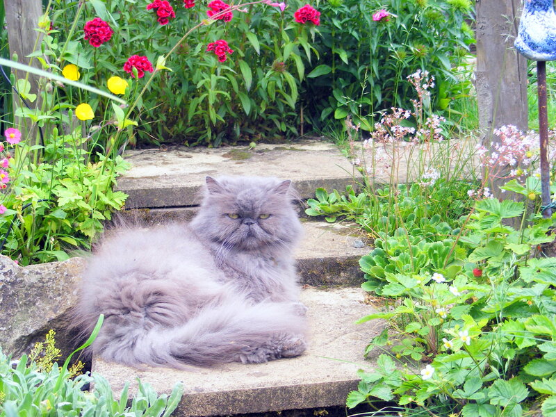 Fluffy Grey Cat — Green