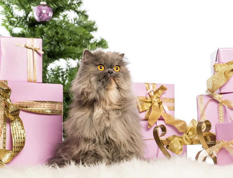 Fluffy Grey Cat — Pink, Festive