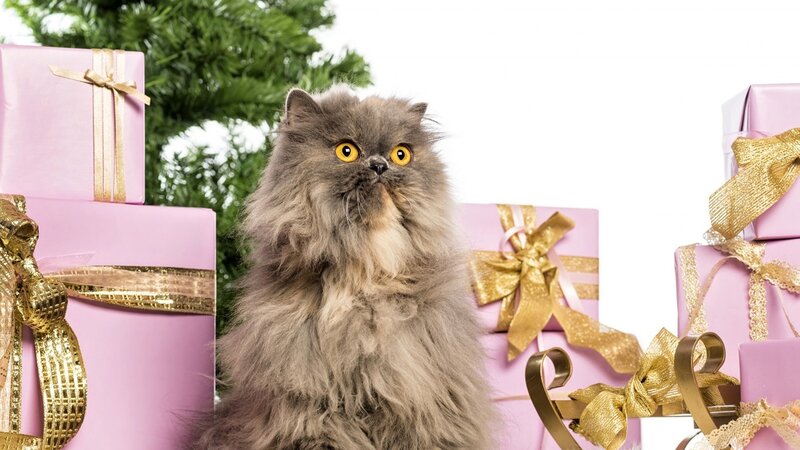Fluffy Grey Cat — Pink, Festive, Winter