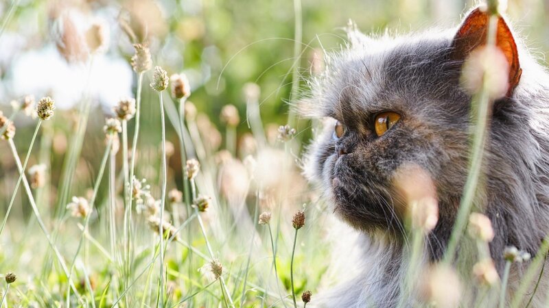 Fluffy Grey Cat — Serene