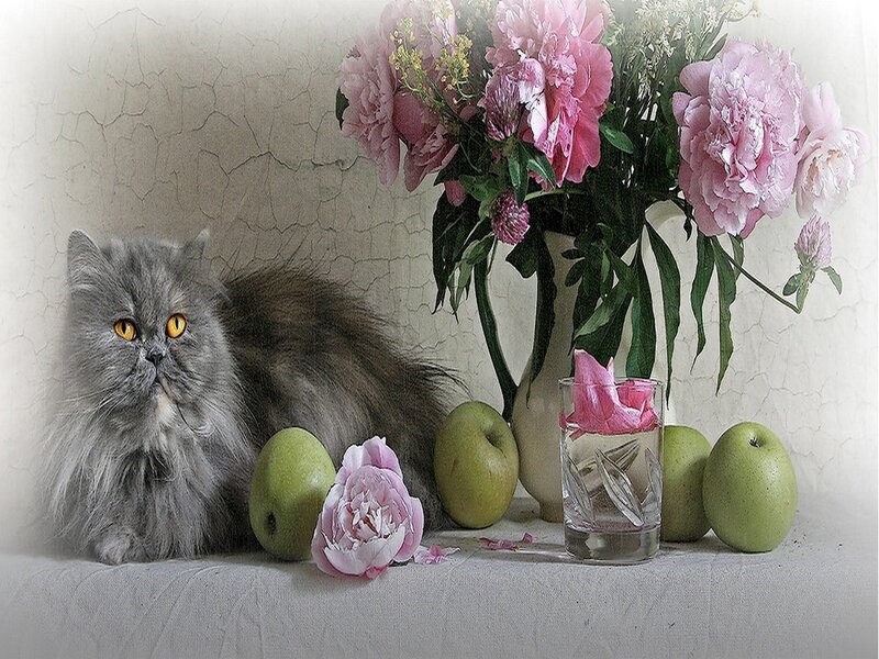 Fluffy Grey Cat