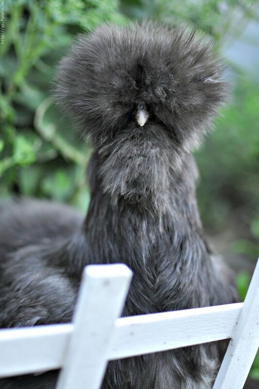 fluffy grey chicken close-up