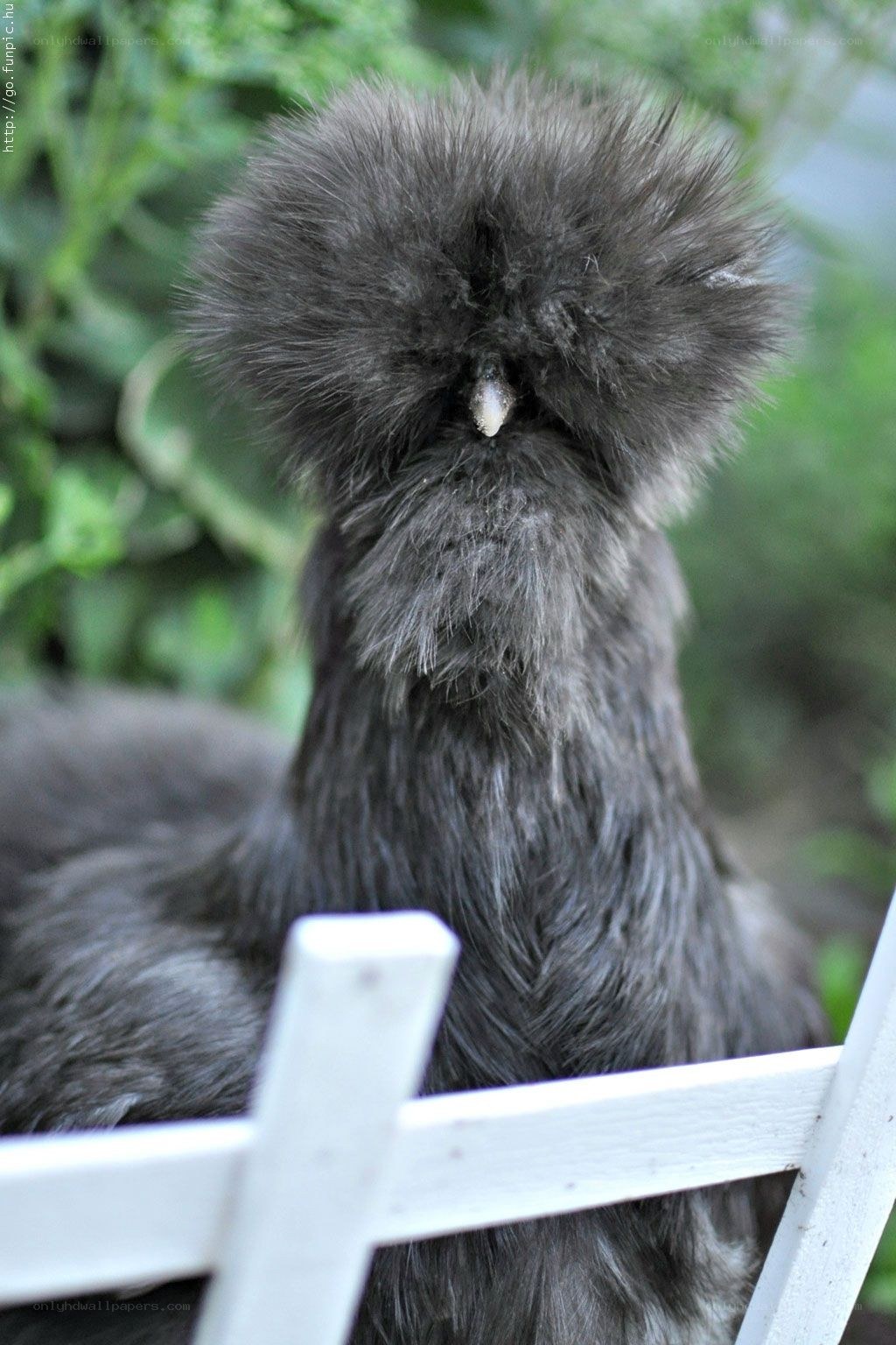 fluffy grey chicken close-up