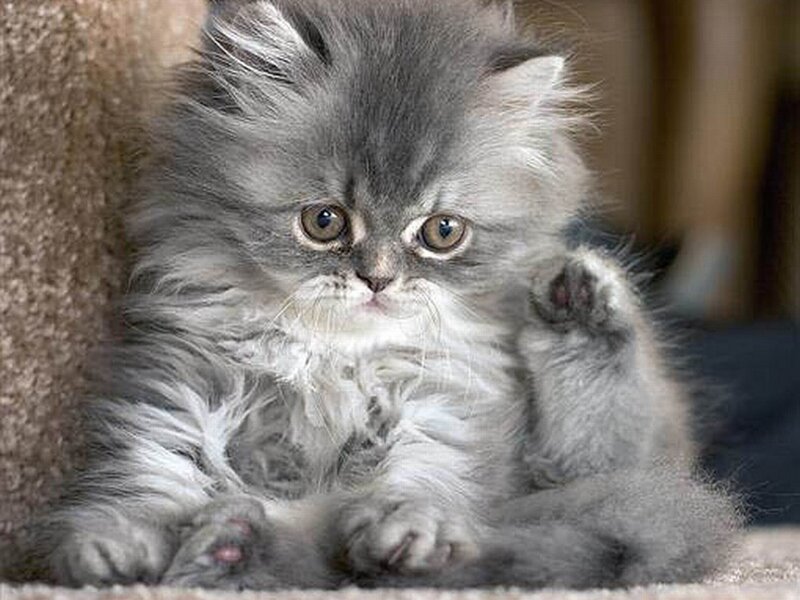 Fluffy Grey Kitten
