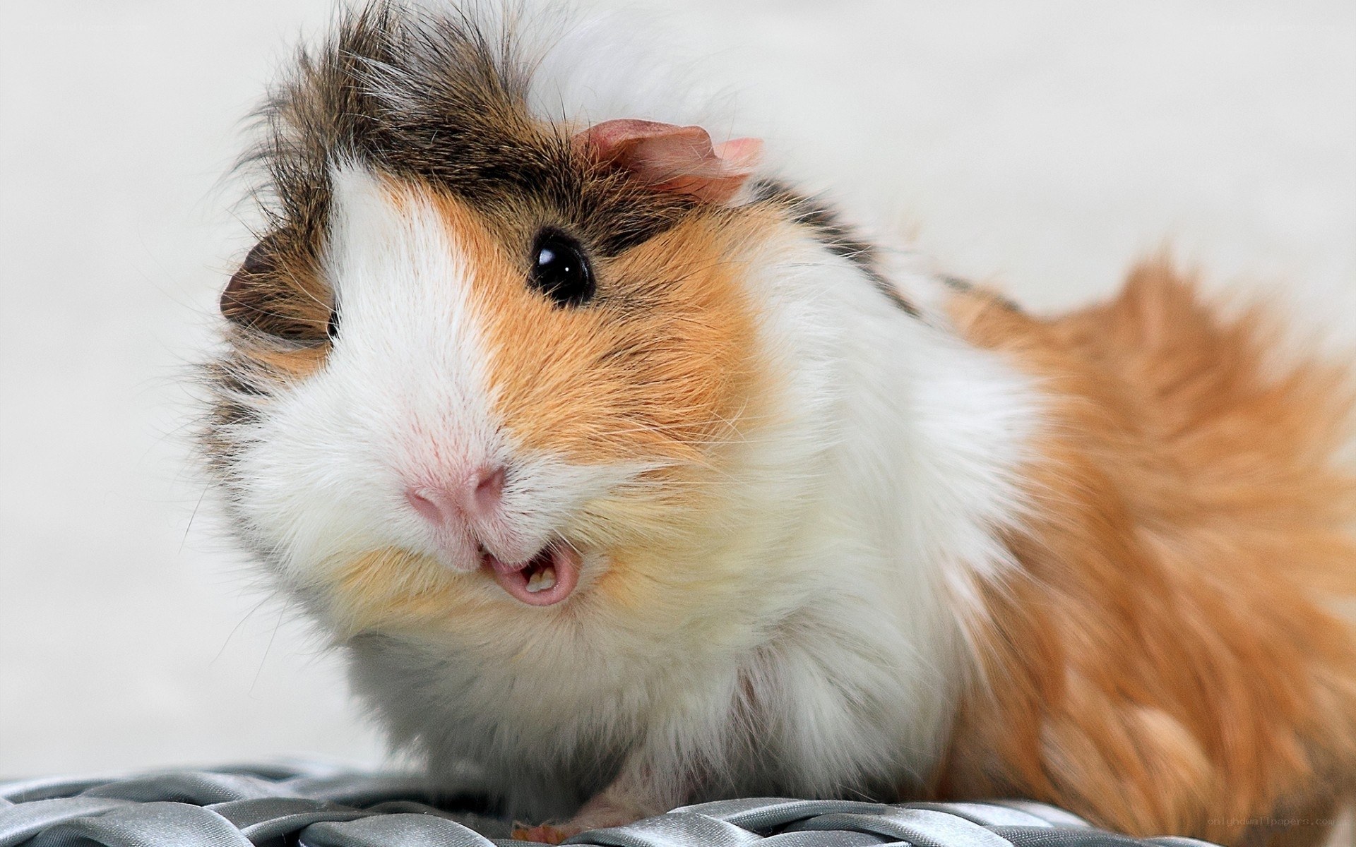 fluffy guinea pig close-up