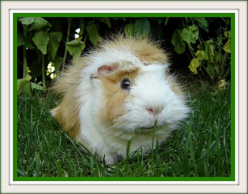 Fluffy Guinea Pig — Green