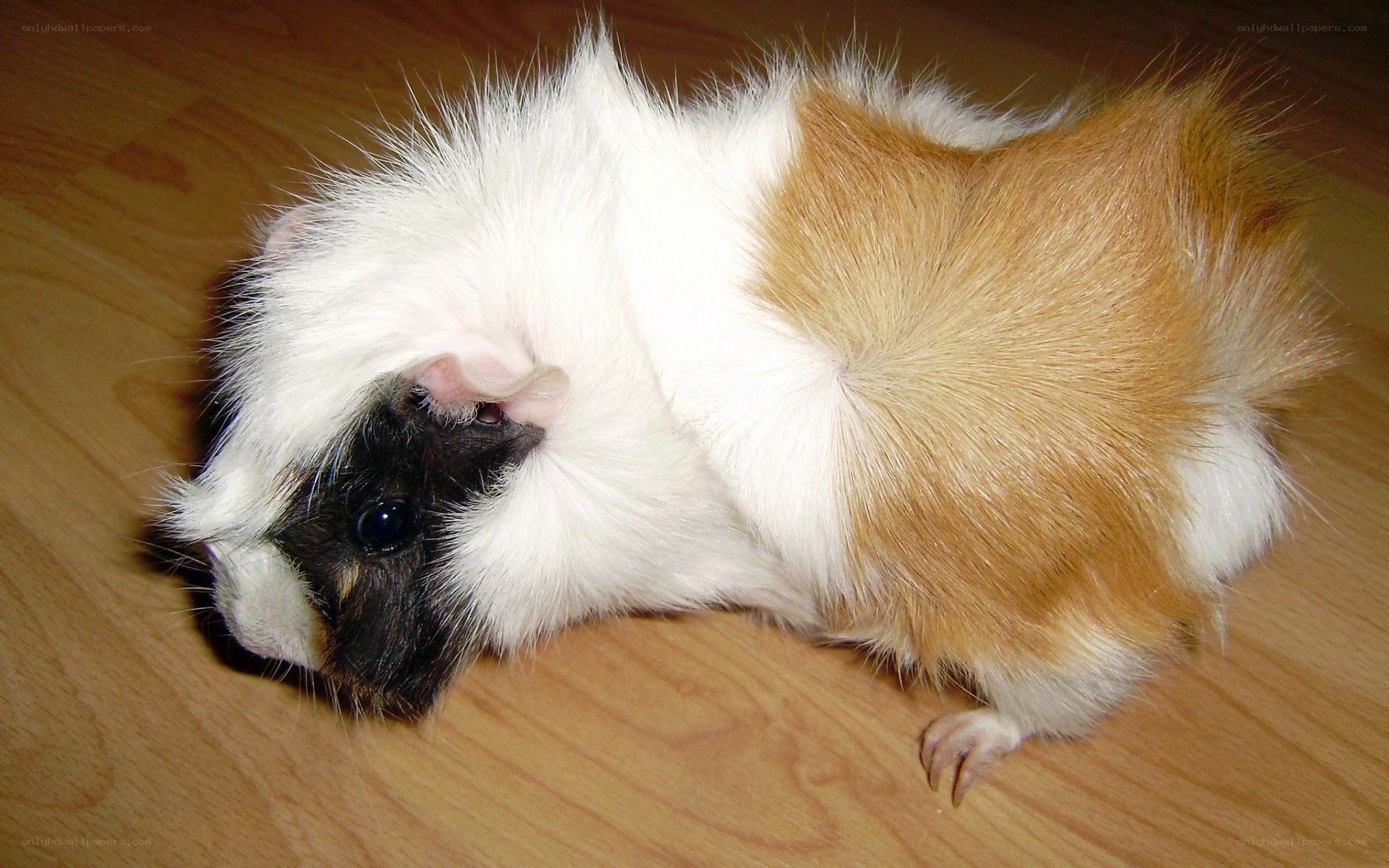 fluffy guinea pig on floor