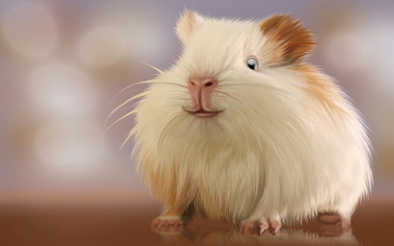 Fluffy Guinea Pig — White