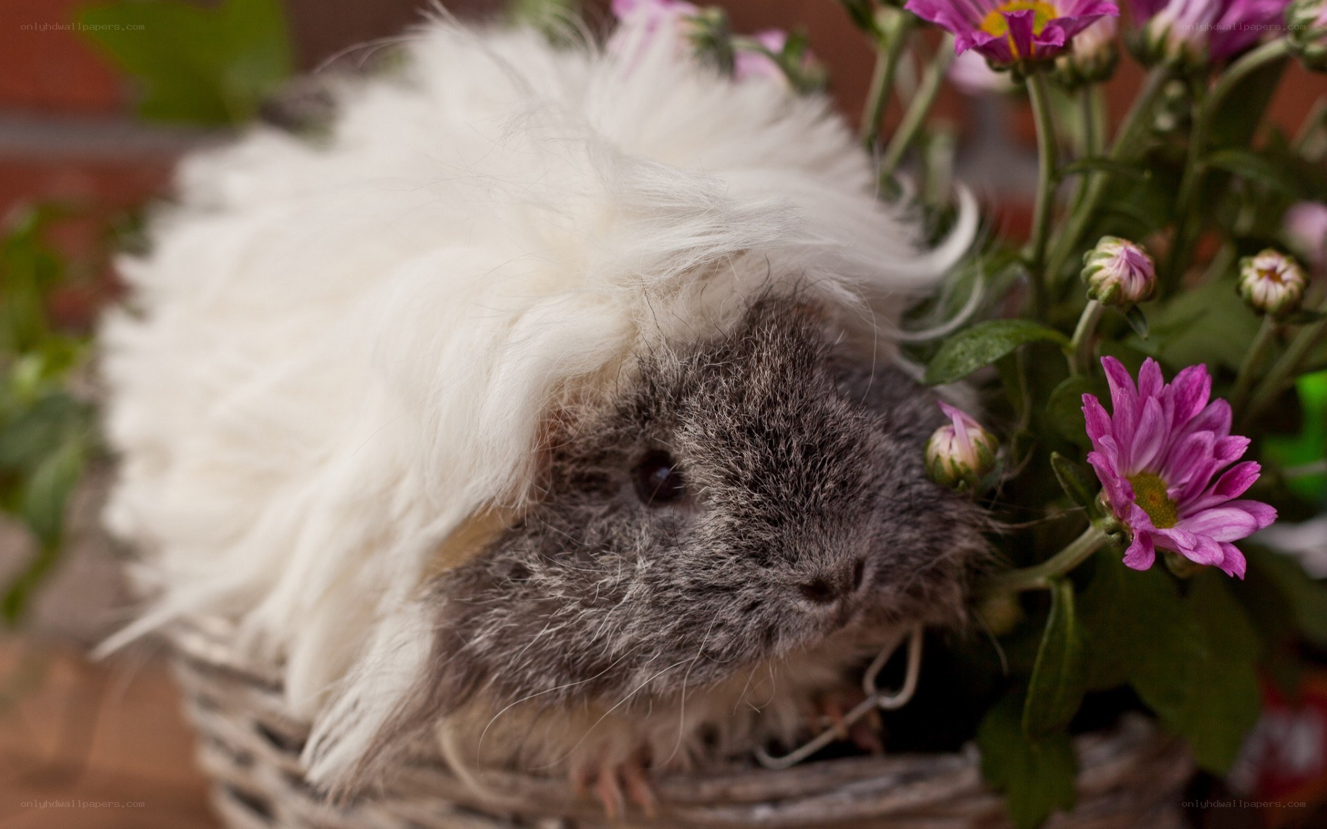 fluffy guinea pig with flowers