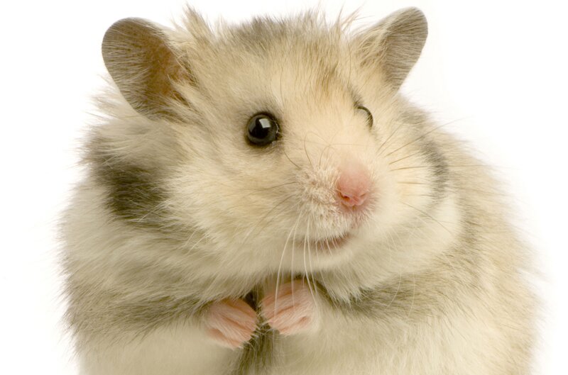 fluffy hamster close-up