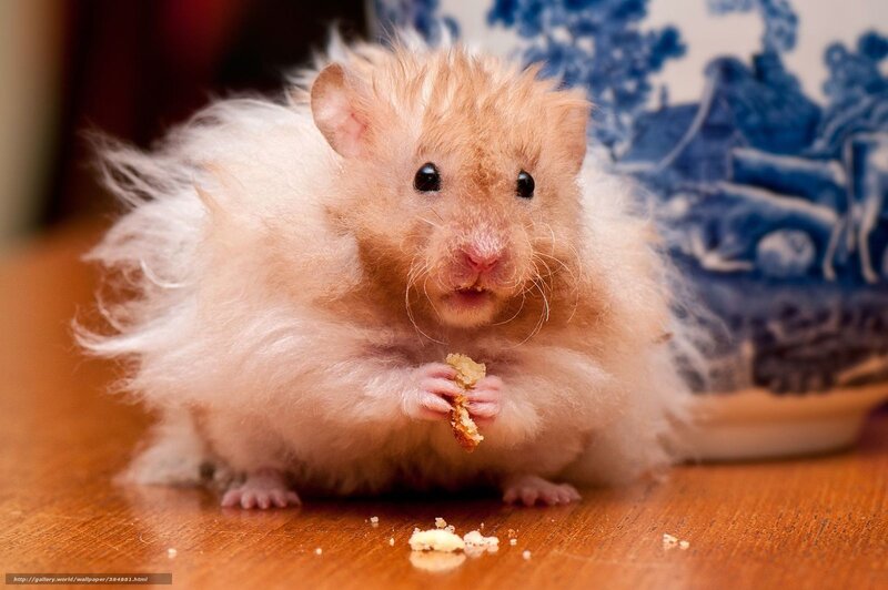 Fluffy Hamster Eating — Brown, Calm