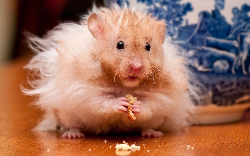 Fluffy Hamster Eating — Brown