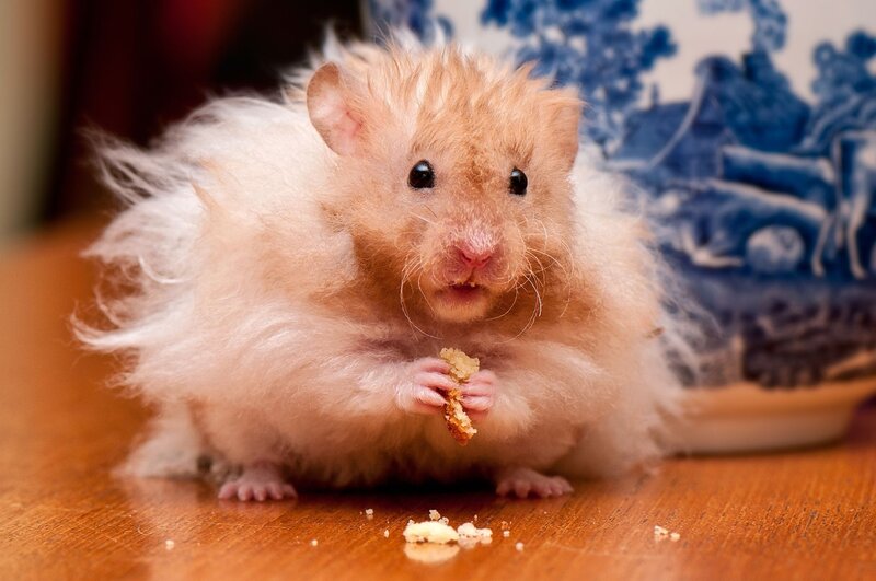 fluffy hamster eating snack