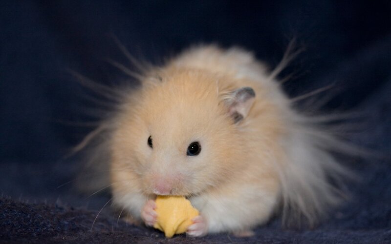 Fluffy Hamster Eating