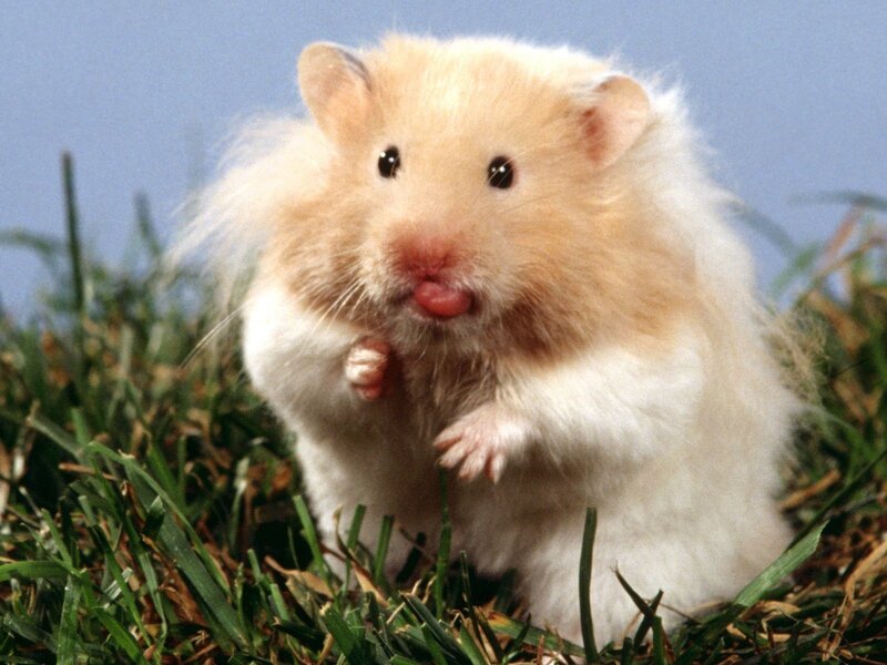 fluffy hamster in grass