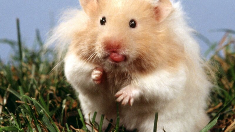 fluffy hamster in grass