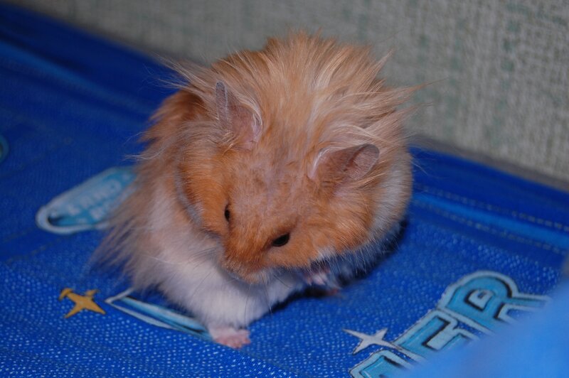 fluffy hamster on blue mat