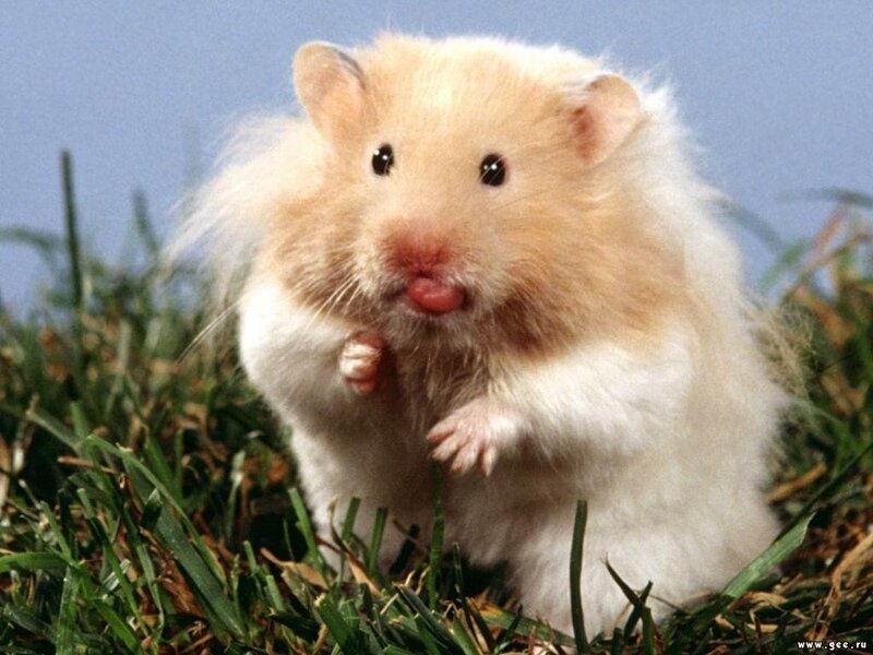 fluffy hamster on grass