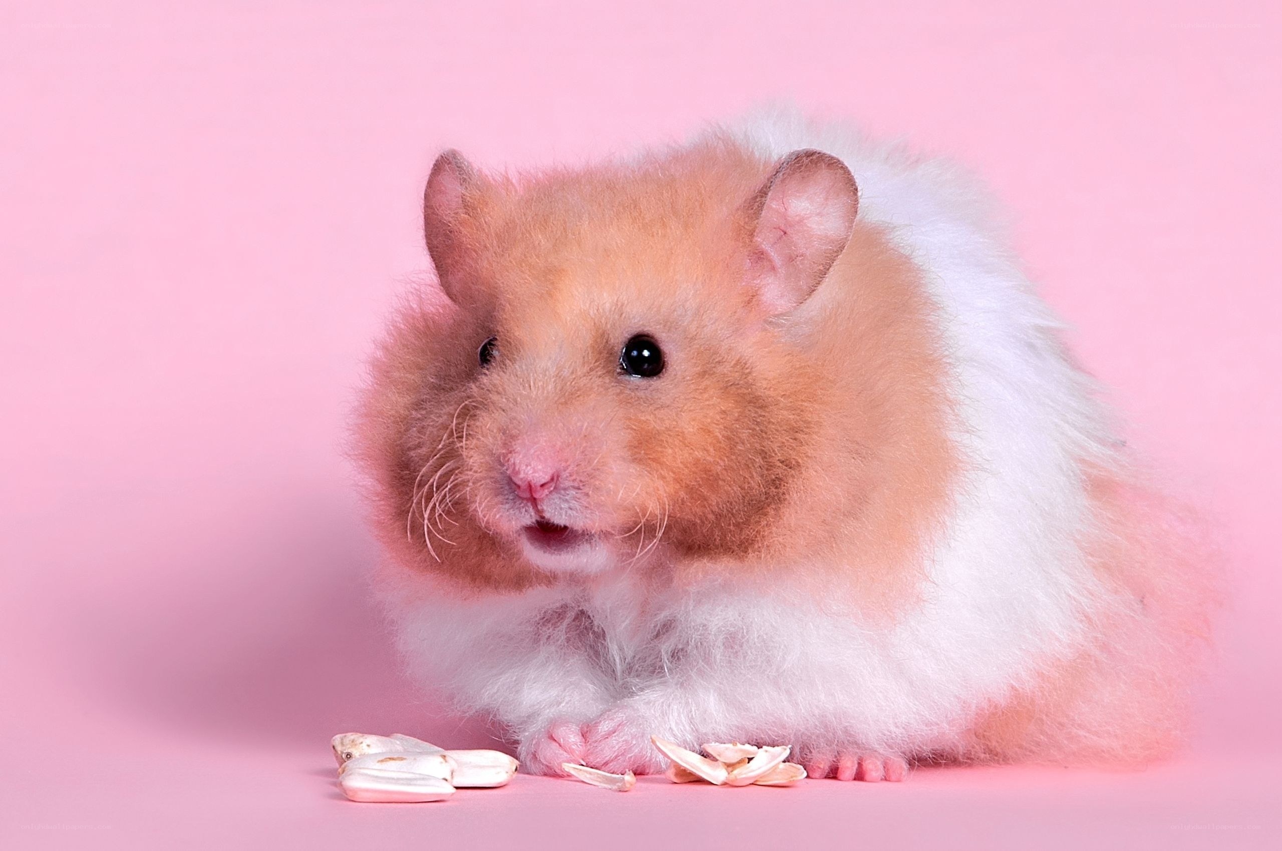 fluffy hamster on pink