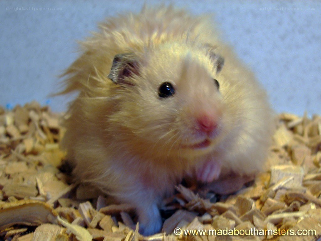 fluffy hamster on wood chips