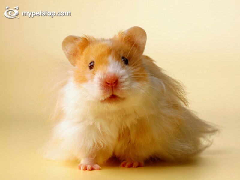 fluffy hamster on yellow