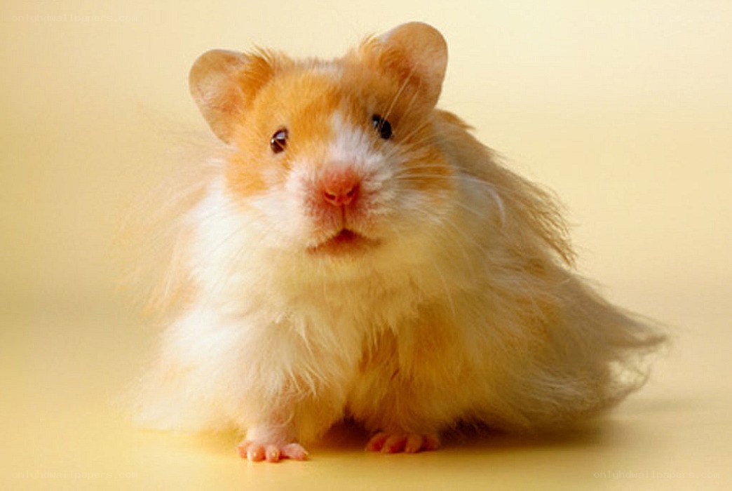 fluffy hamster portrait
