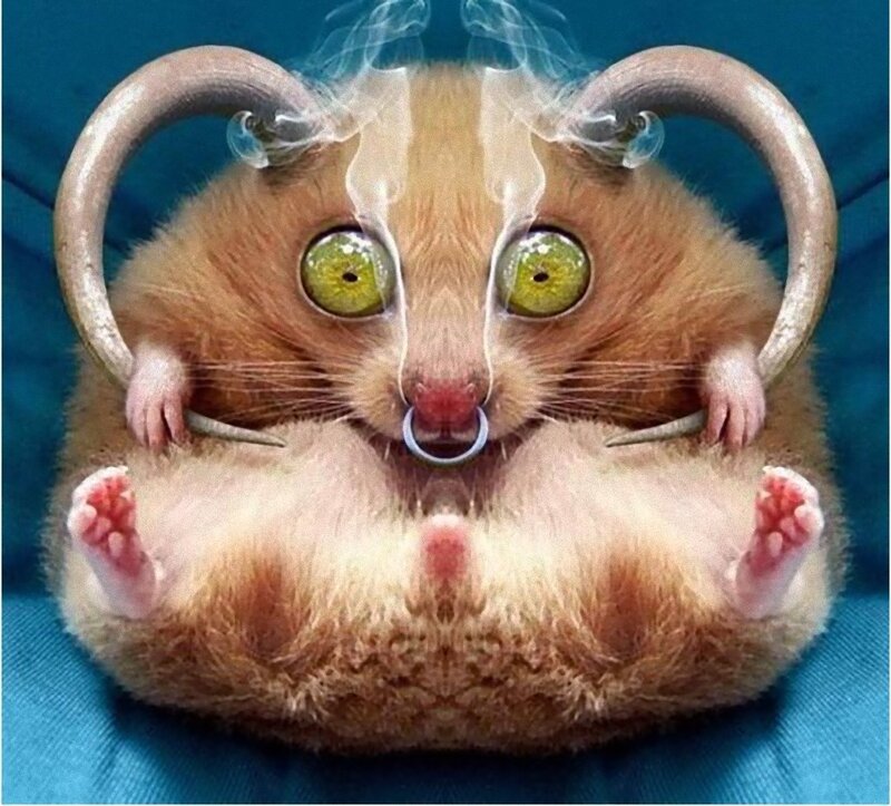 Fluffy Hamster with Horns