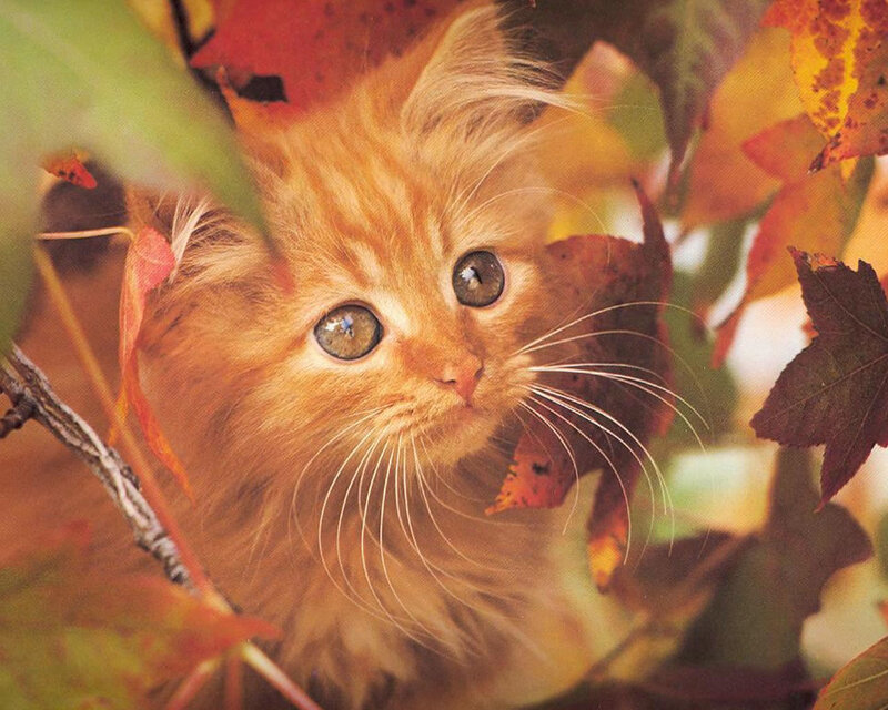 fluffy kitten among autumn leaves