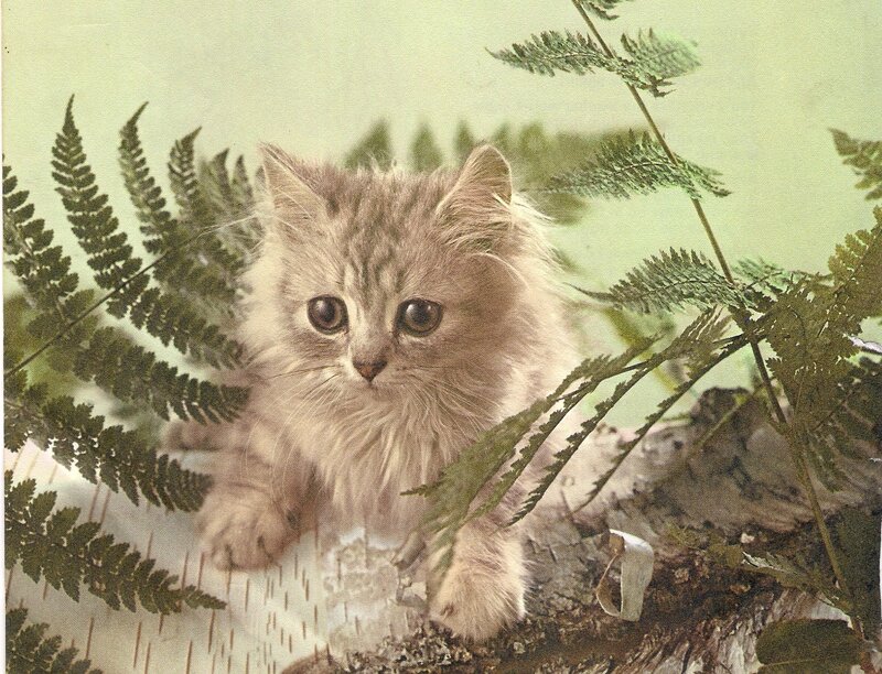 Fluffy Kitten Among Ferns