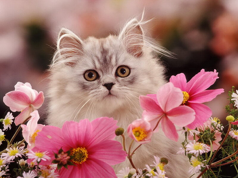 Fluffy Kitten Among Flowers — Pink, Calm, Spring