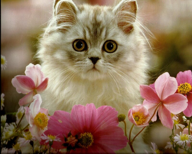 Fluffy Kitten Among Flowers — Pink, Calm