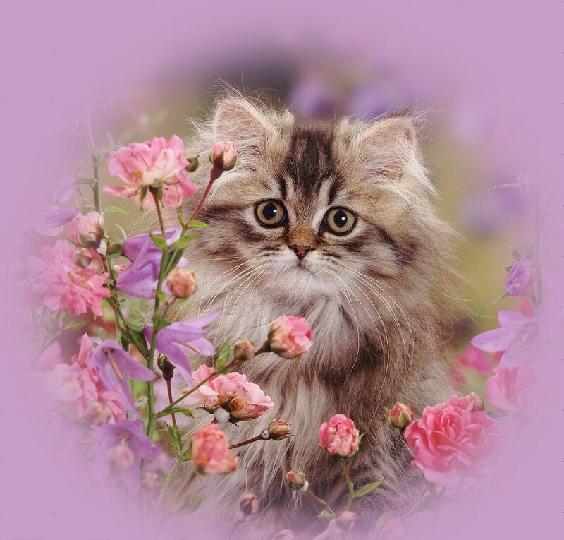 Fluffy Kitten Among Flowers — Pink, Serene, Spring