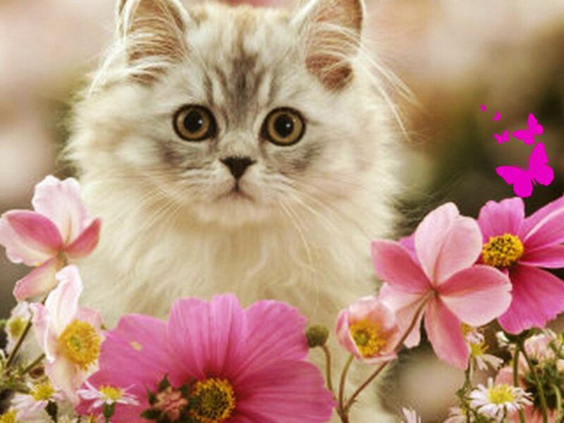 Fluffy Kitten Among Flowers — Pink, Serene