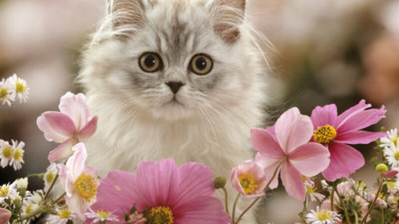 Fluffy Kitten Among Flowers — Pink