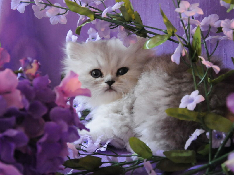 Fluffy Kitten Among Flowers — Purple