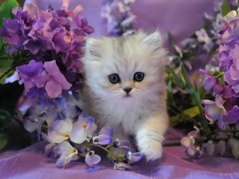 Fluffy Kitten Among Flowers
