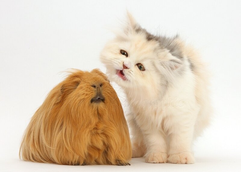 Fluffy Kitten and Guinea Pig